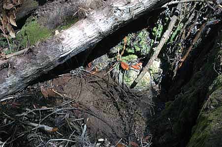 Mill Creek 059.jpg